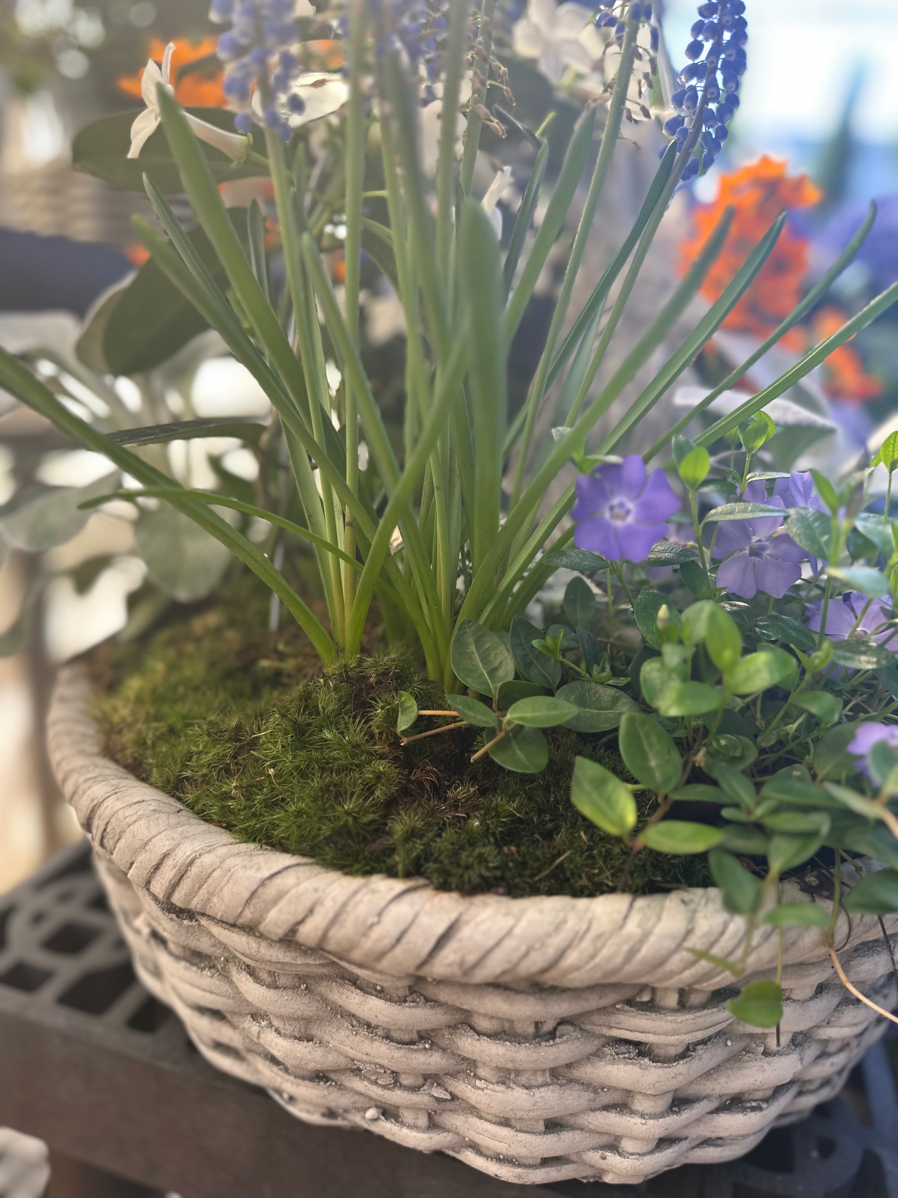 BAG OF SHEET MOSS