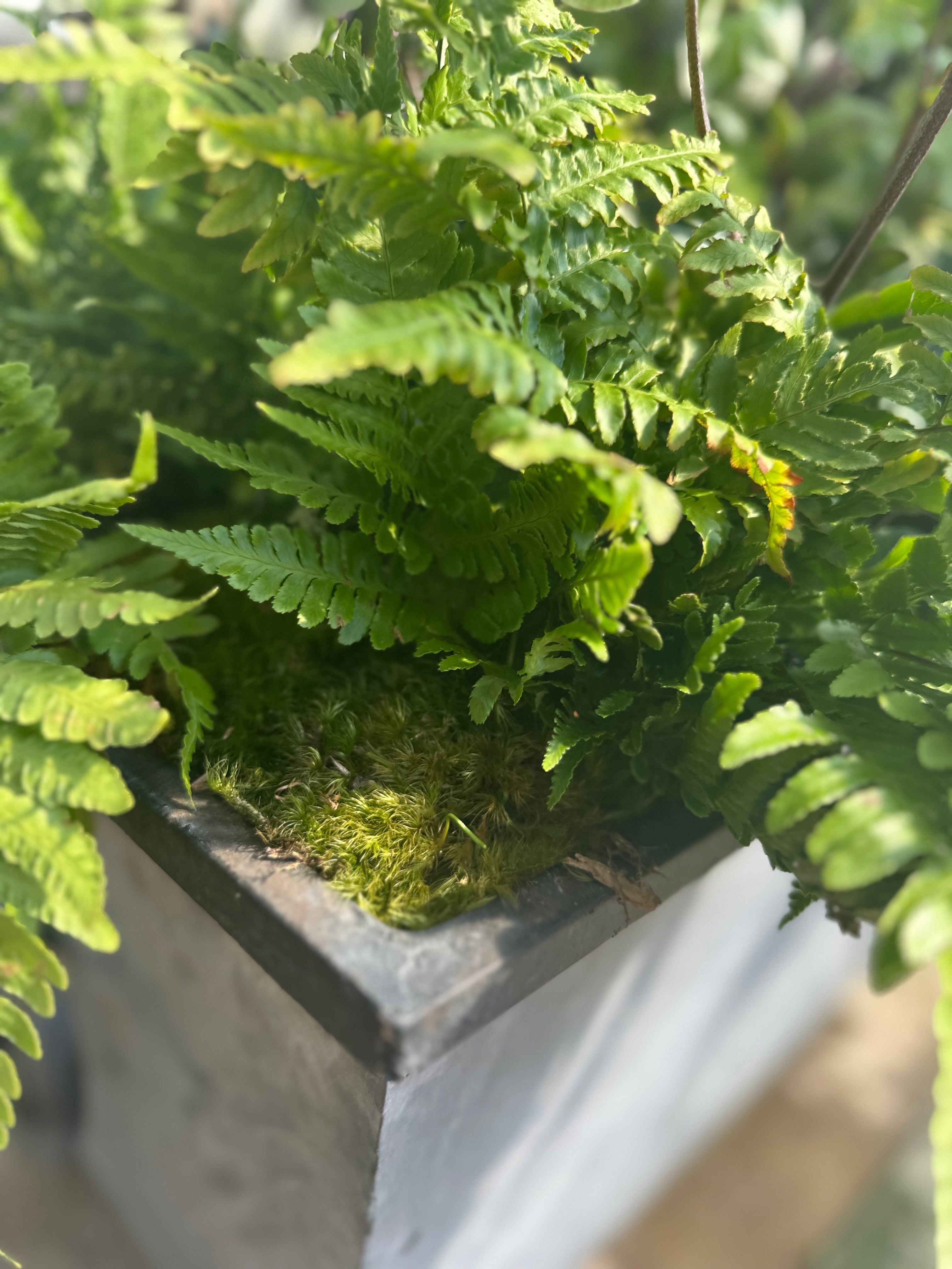 BAG OF SHEET MOSS