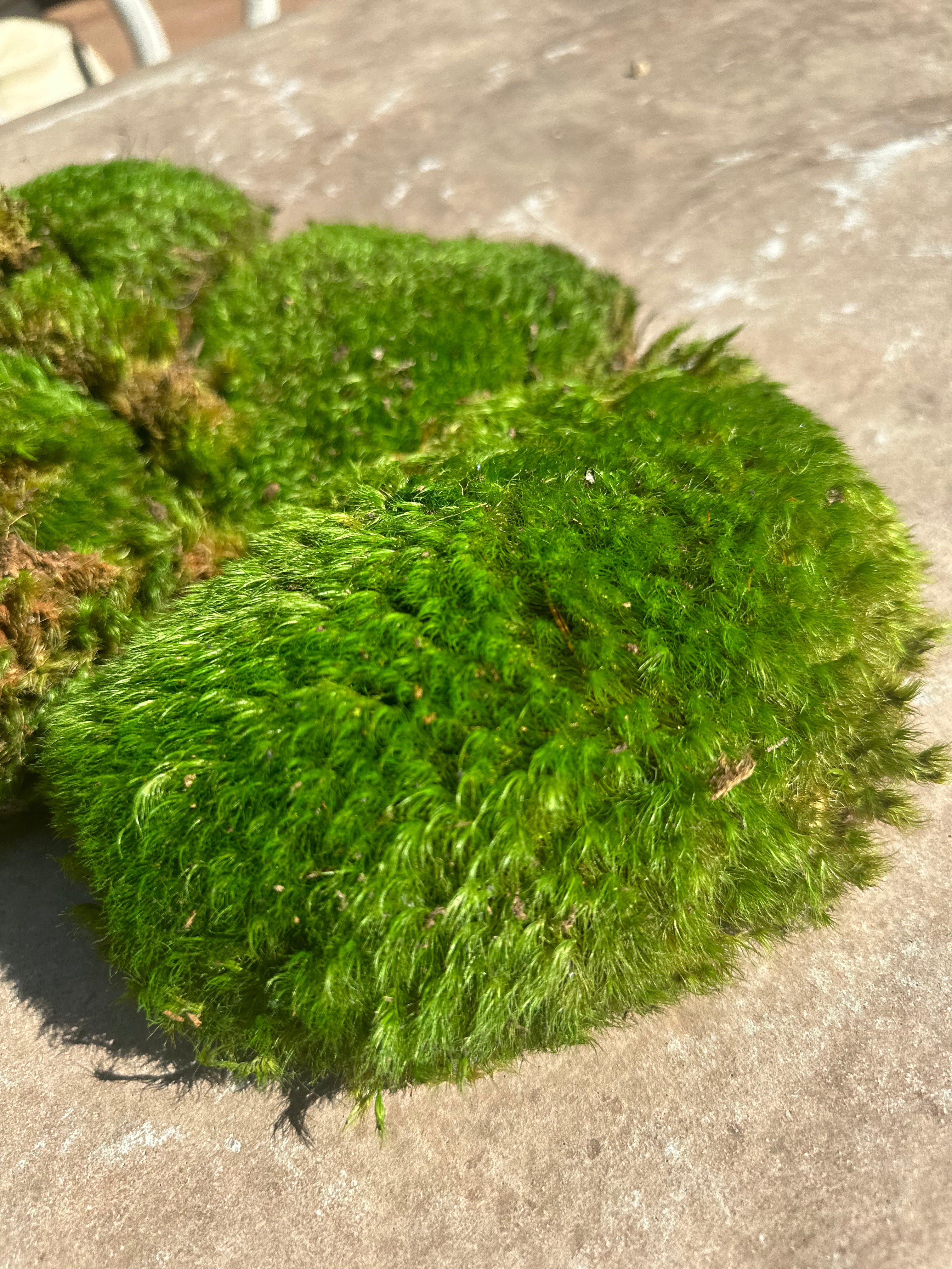 BAG OF SHEET MOSS