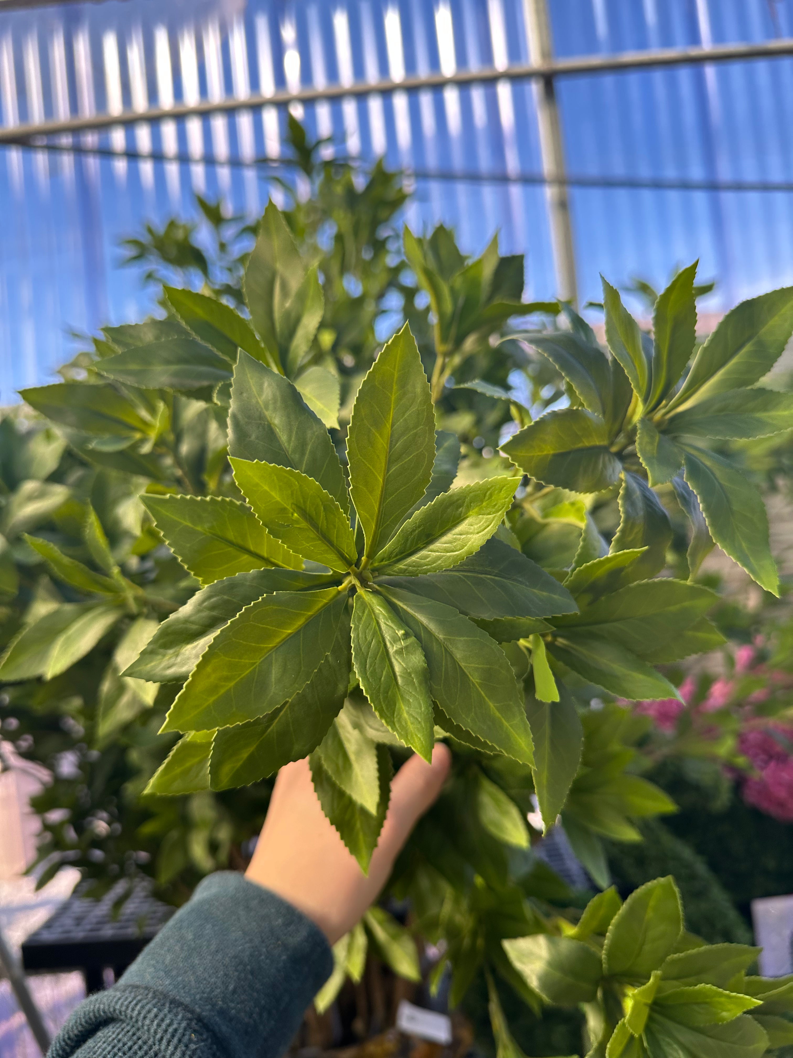 PU PIERIS JAPONICA BRANCH 59"