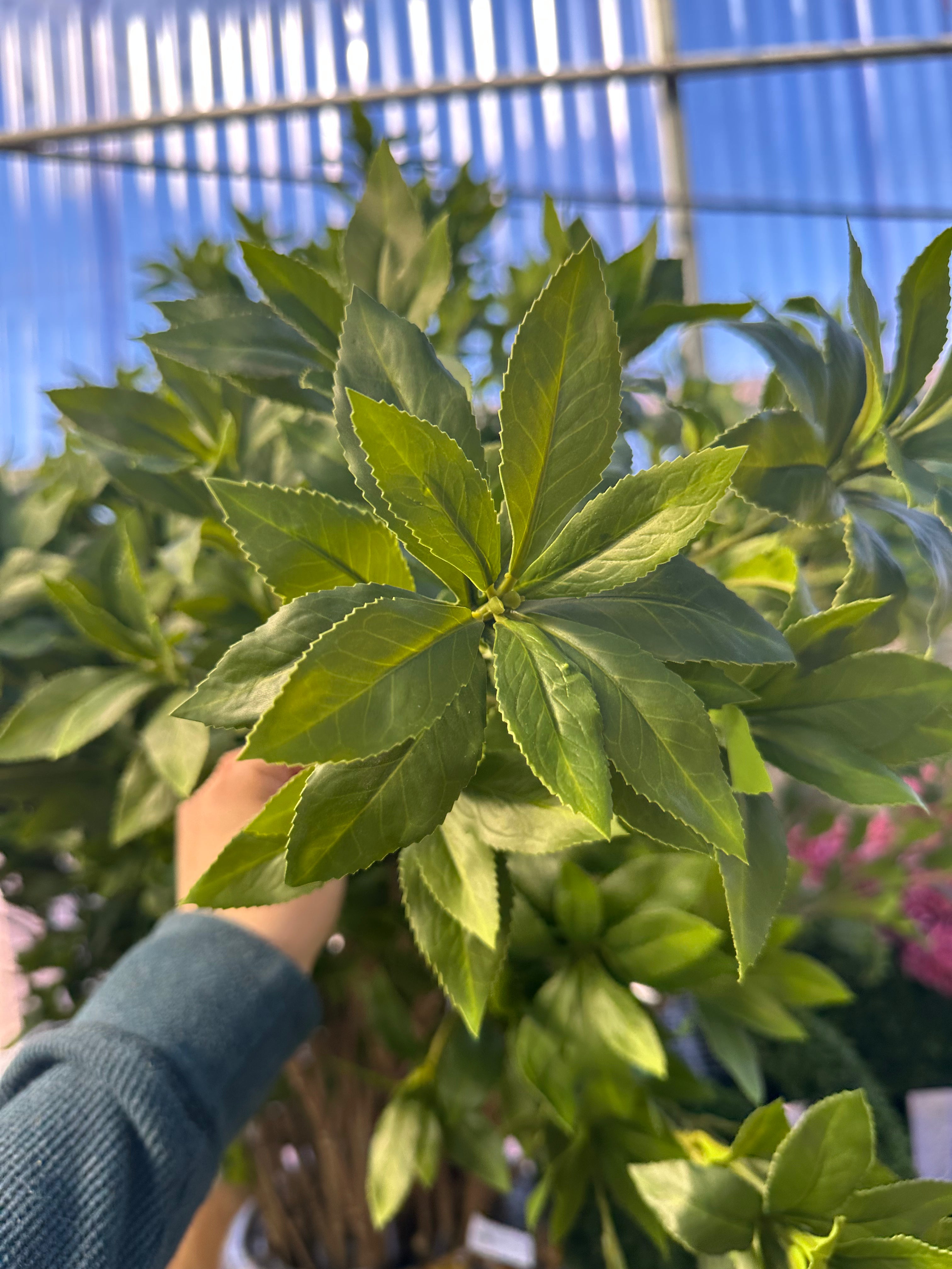 PU PIERIS JAPONICA BRANCH 59"