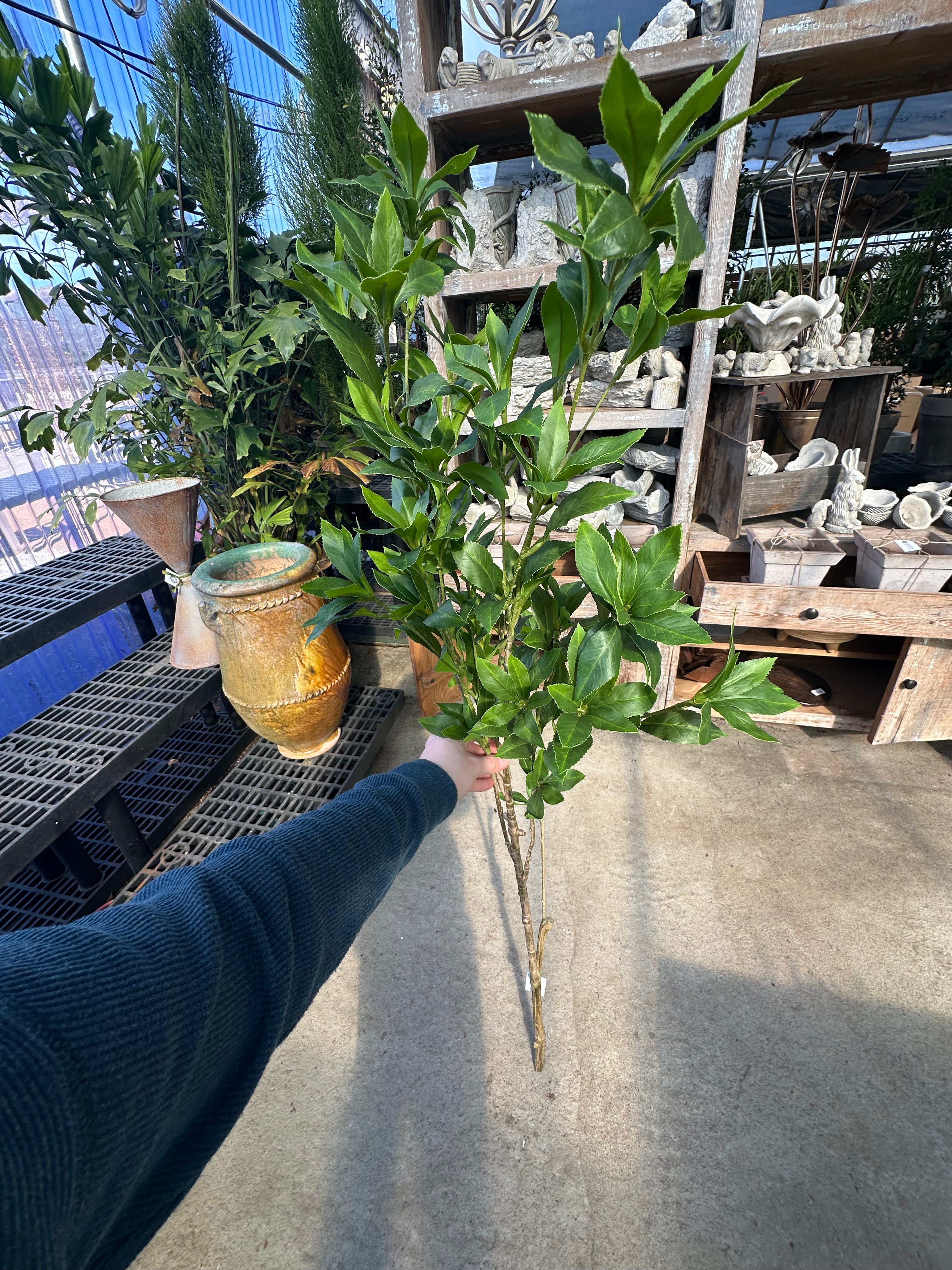 PU PIERIS JAPONICA BRANCH 59"