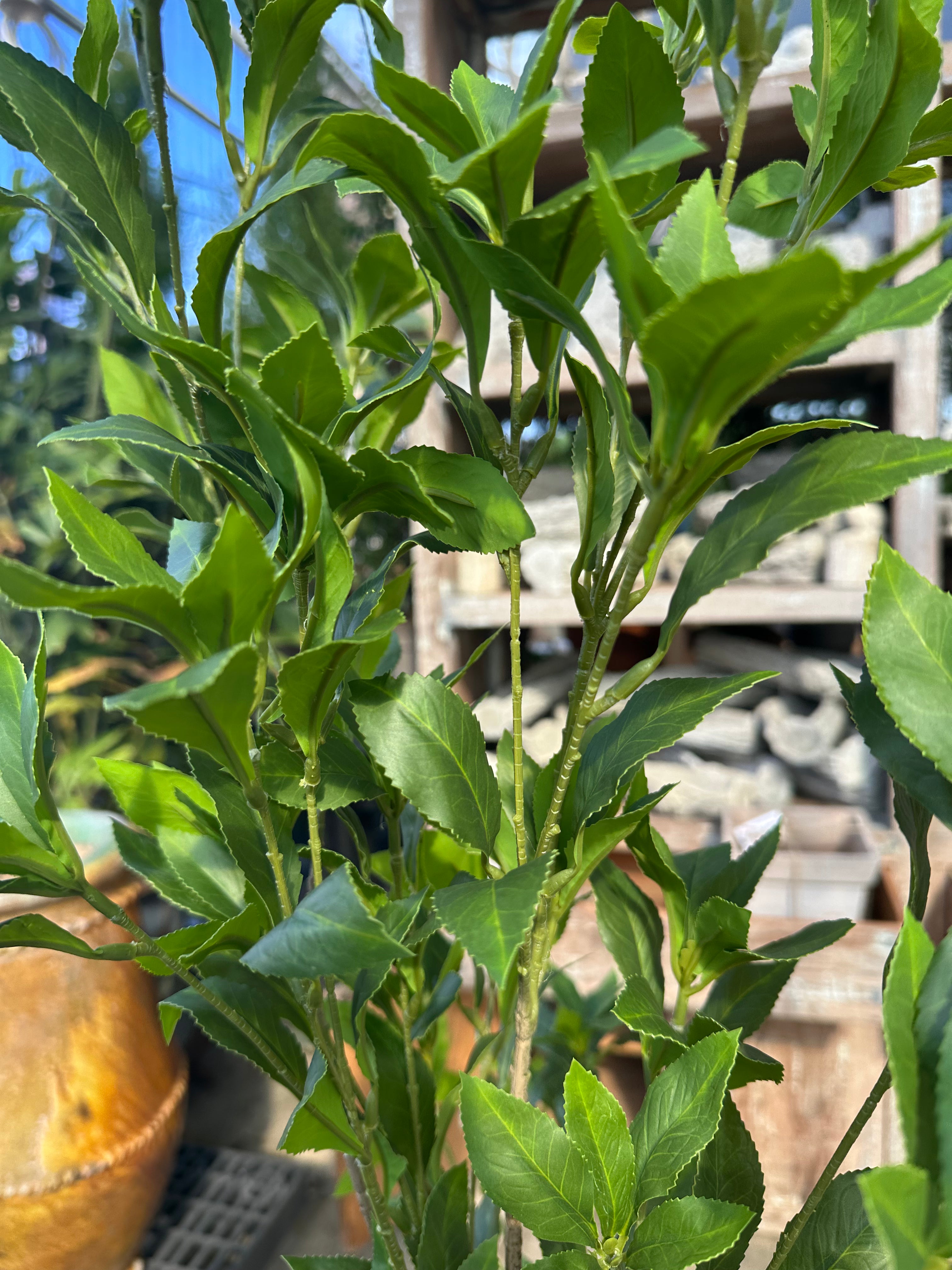 PU PIERIS JAPONICA BRANCH 59"