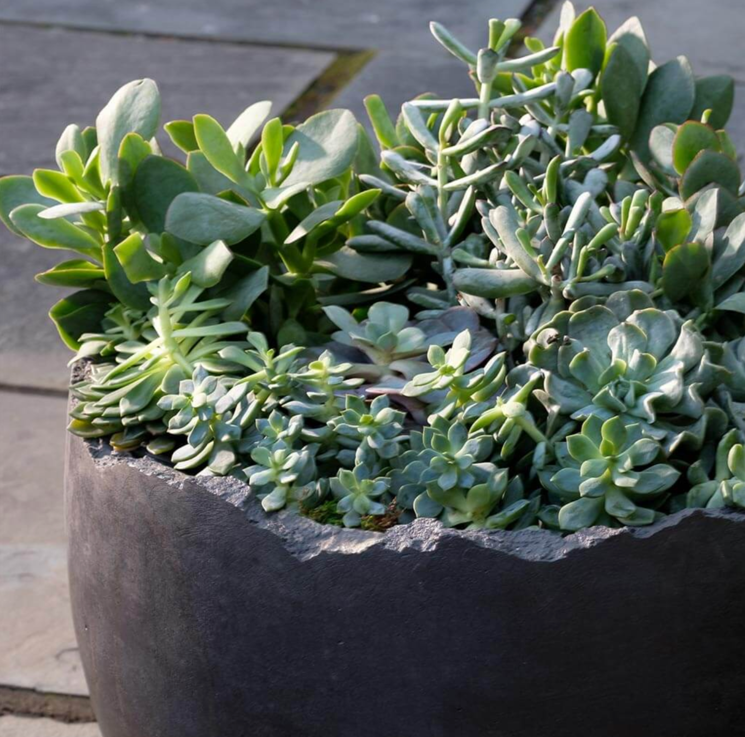 BROKEN EGG PLANTER